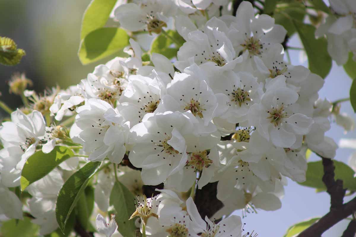 Une image horizontale rapprochée de la fleur blanche au printemps, illustrée sous le soleil léger.