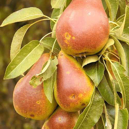 Un gros plan de fruits «épices dorés» mûrs et prêts à récolter entourés de feuillage illustré sur un fond de mise au point doux.