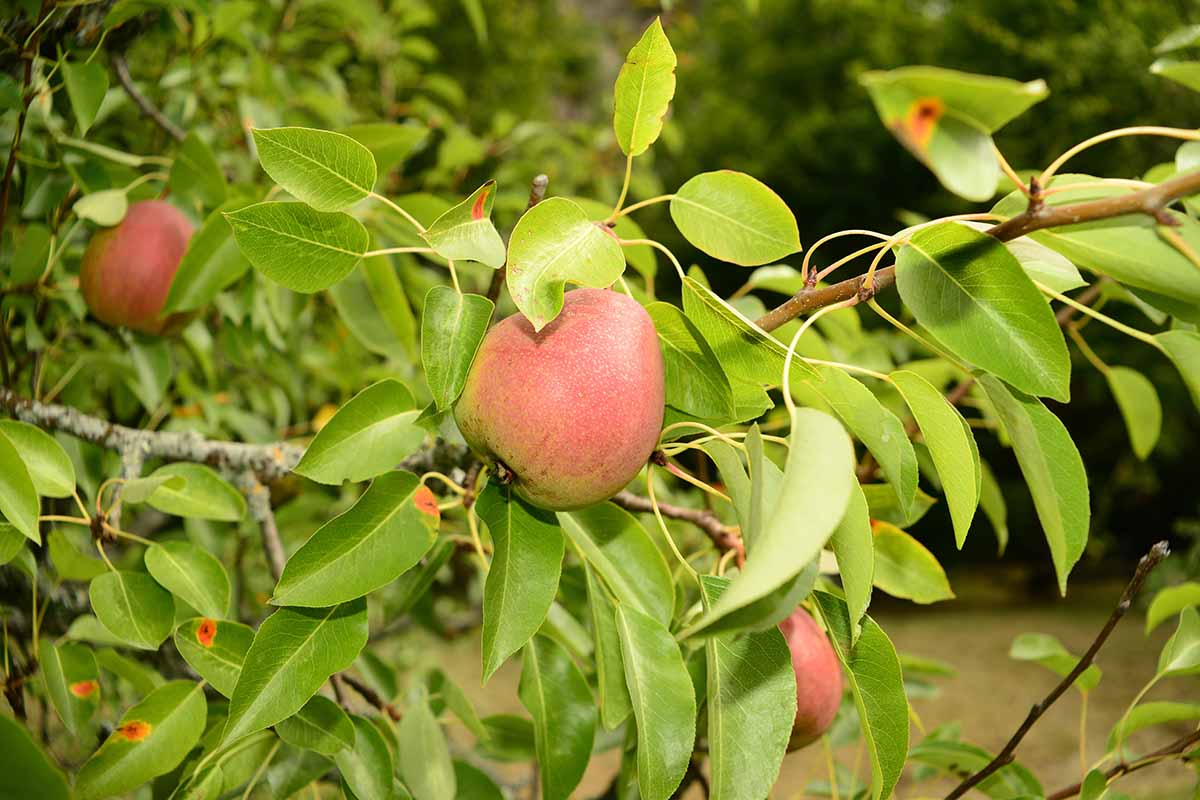 Une image horizontale rapprochée des poires «flamands de la beauté flamand» qui poussent dans le jardin.