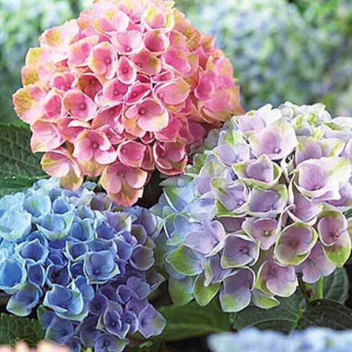 Une image carrée rapprochée de l'hortensia bleu, violet et rose des fleurs illustrées sur un fond de mise au point doux.
