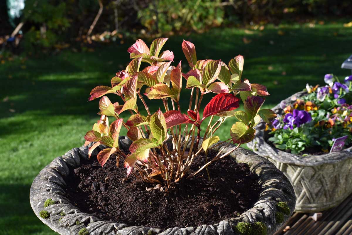 Une image horizontale rapprochée d'un arbuste poussant dans un jardinière en béton affichant des couleurs d'automne, illustré sous le soleil d'automne léger avec une scène de jardin en foyer doux en arrière-plan.
