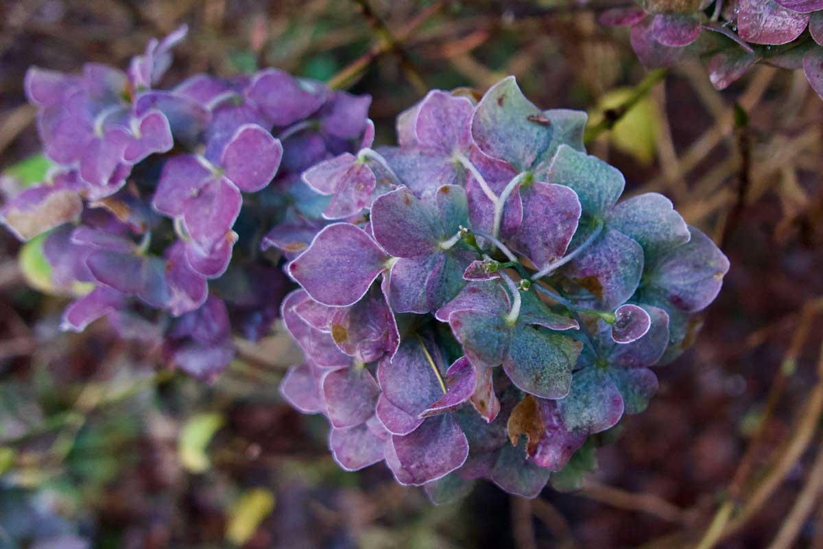 Une image horizontale rapprochée de fleurs d'hortensia violet dans les mois d'hiver illustrés sur un fond de mise au point doux.