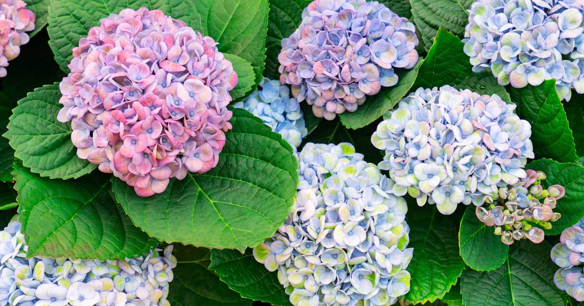 7 raisons pour lesquelles votre hortensia peut ne pas fleurir