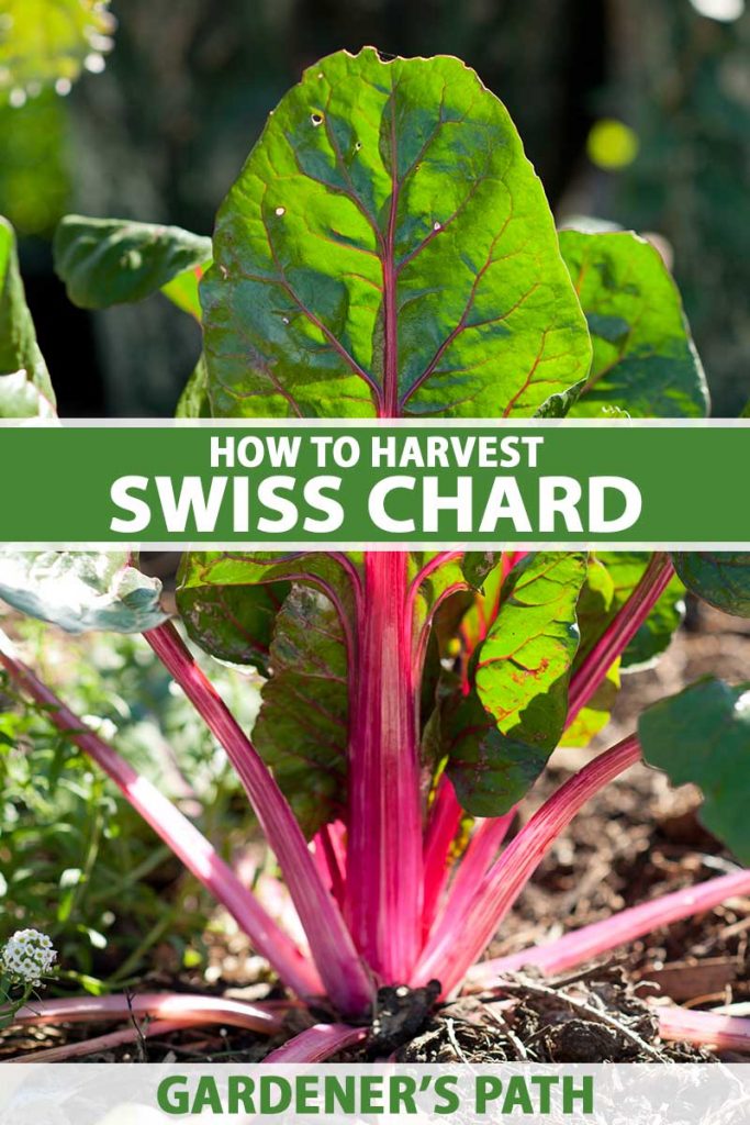 Une image verticale rapprochée de bette à carde suisse poussant dans le jardin avec des tiges roses et des feuilles vert foncé illustrées sous un soleil vif sur un fond de mise au point doux. Au centre et au bas du cadre se trouve le texte imprimé vert et blanc.