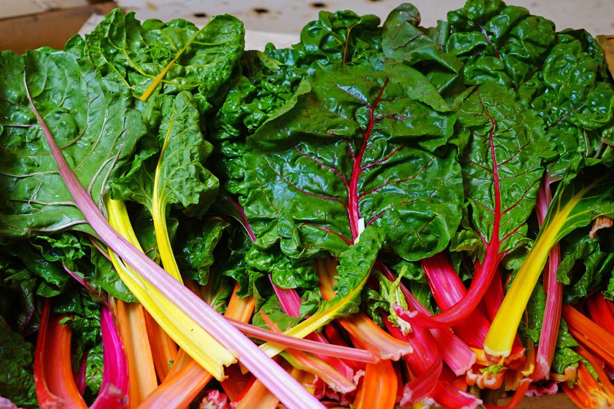 Une image horizontale rapprochée de grappes de bette à bec arc-en-ciel avec des tiges rouge et orange vif et des feuilles vert foncé.