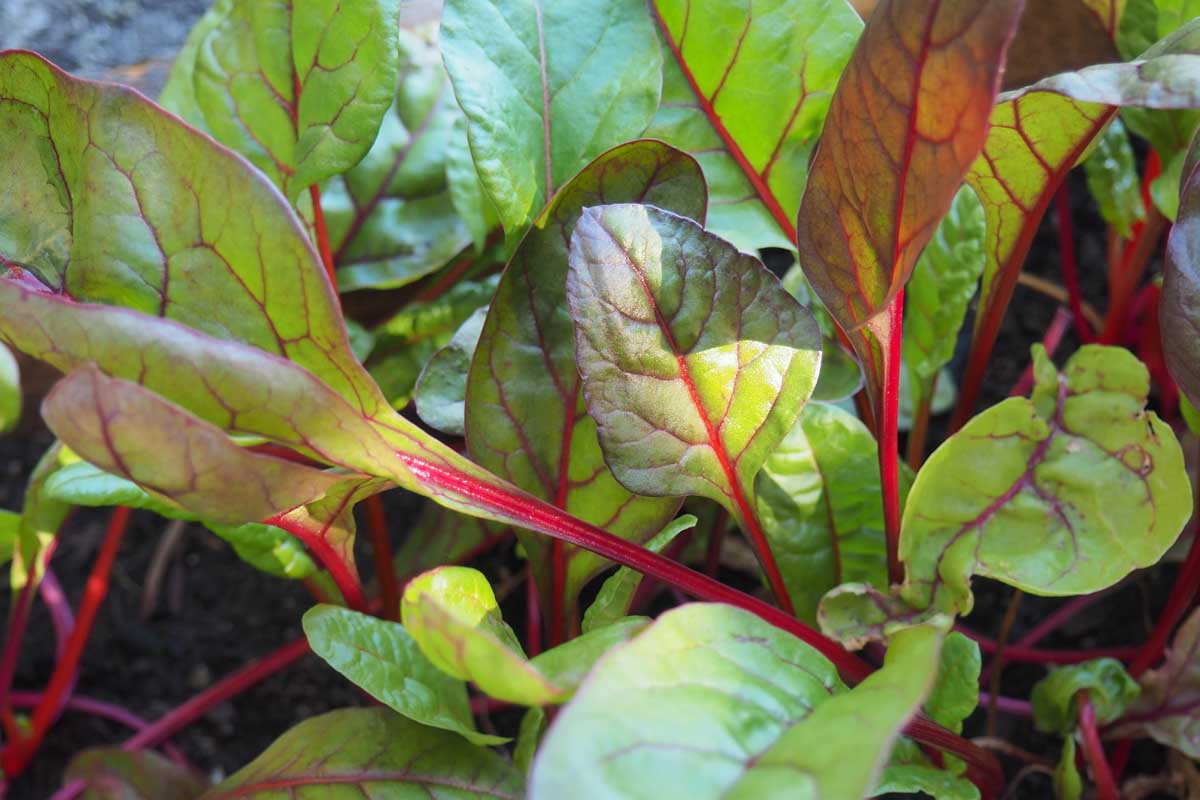 Une image horizontale rapprochée des feuilles de bébé de bette à carde suisse poussant dans le jardin illustré dans un soleil filtré léger.