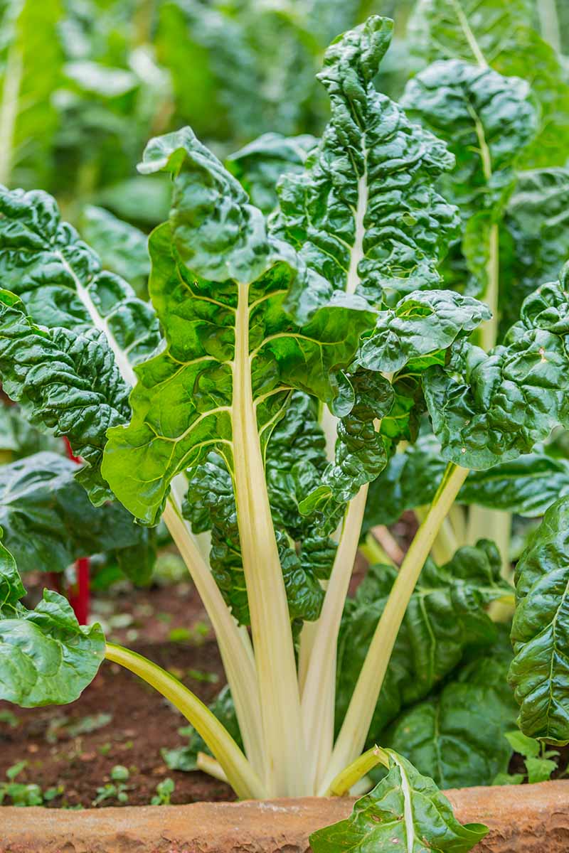 Une image verticale rapprochée de Silverbeet poussant dans le jardin avec des tiges jaune clair et des feuilles vert foncé.