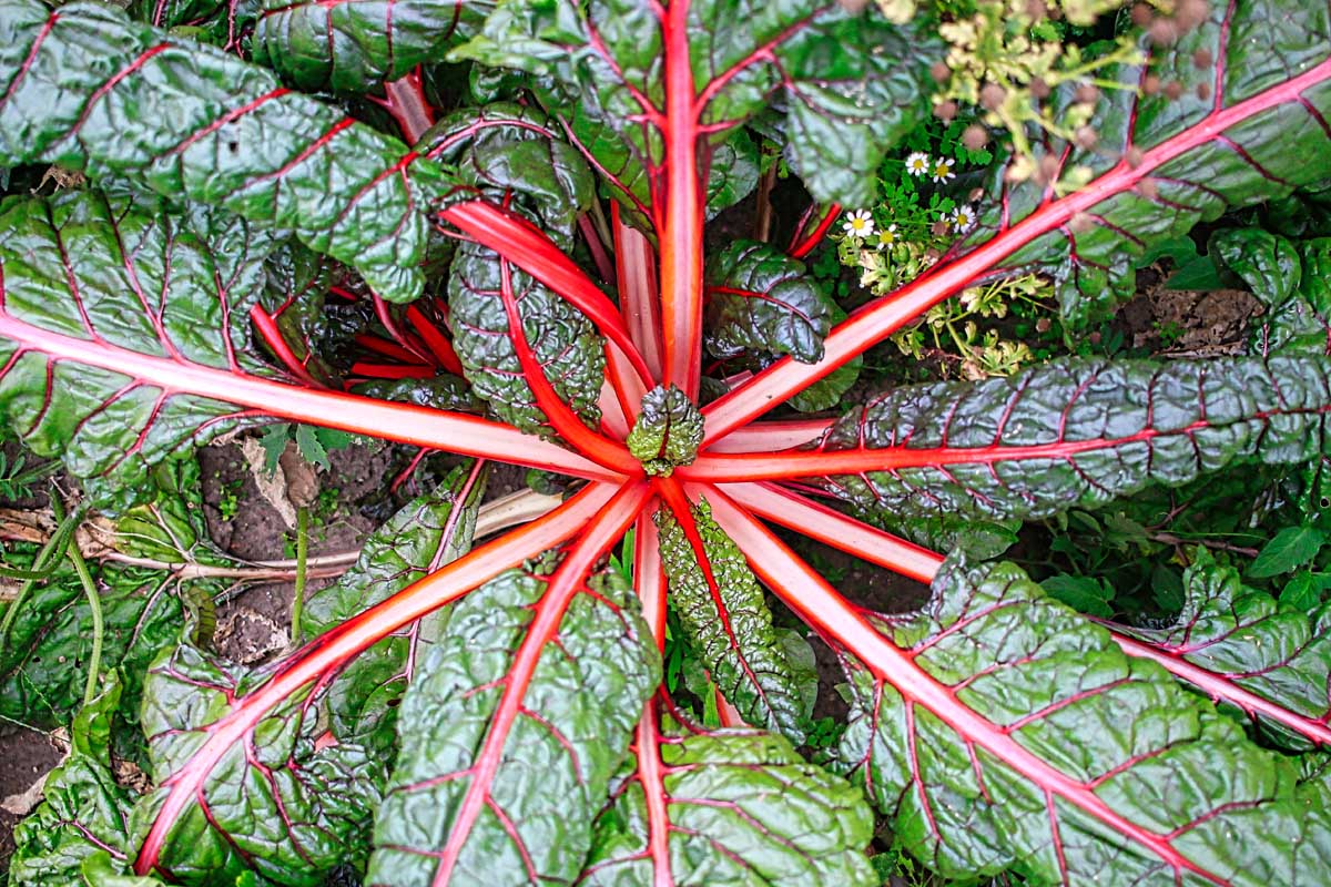 Une image horizontale rapprochée d'une vue de haut en bas d'une plante à bette à carde avec des tiges rouges vives et des feuilles vert foncé.
