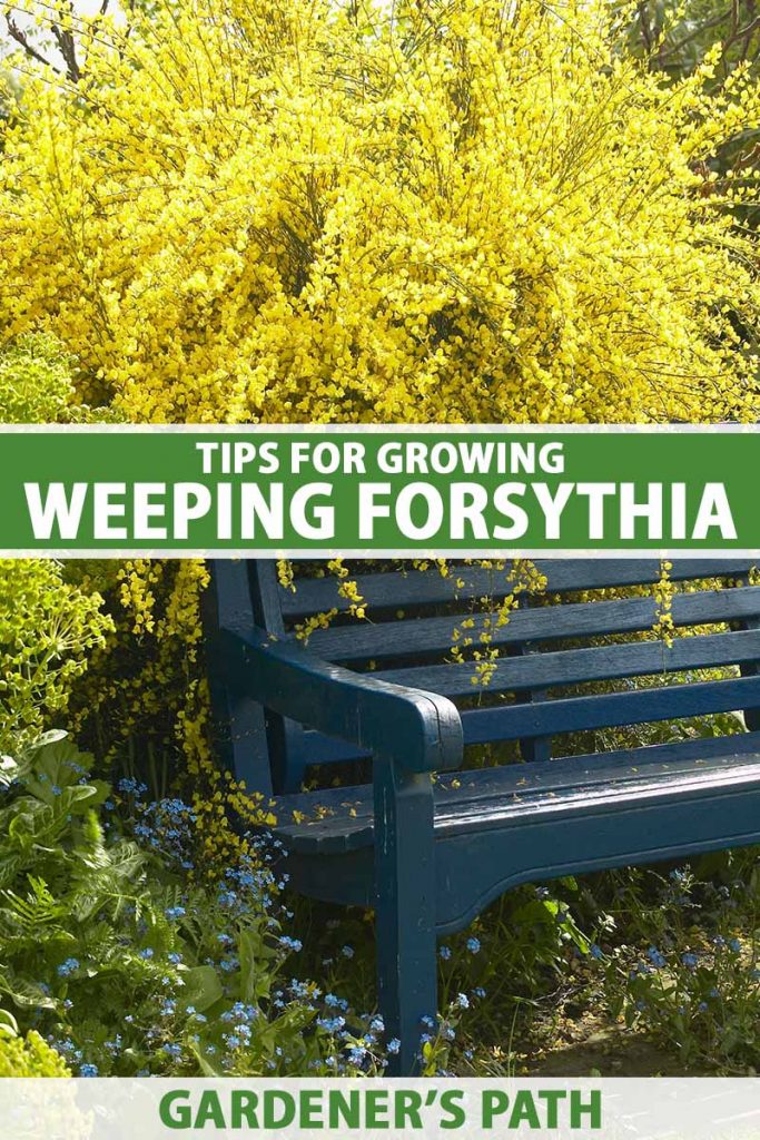 Une image verticale rapprochée d'un banc de parc avec un grand arbuste Forsythia pleureur en pleine floraison se répandant sur le dossier. Au centre et au bas du cadre se trouve le texte imprimé vert et blanc.