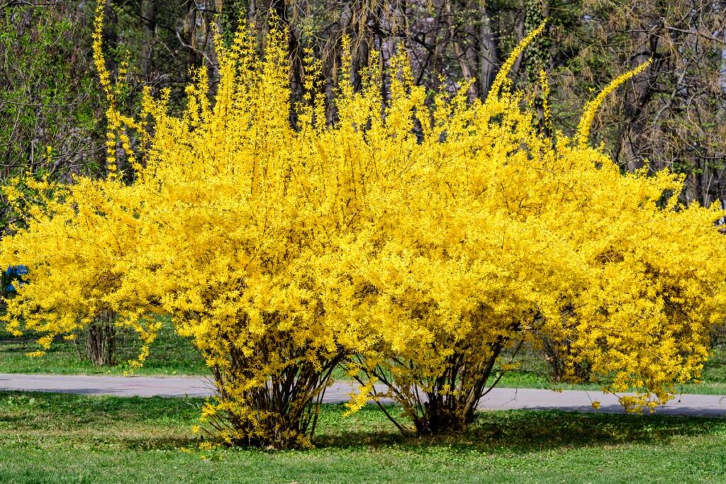 Une image horizontale rapprochée de deux grands arbustes de forsythia (F. suspense) en pleine floraison poussant par une voie avec des arbres en foyer doux en arrière-plan.