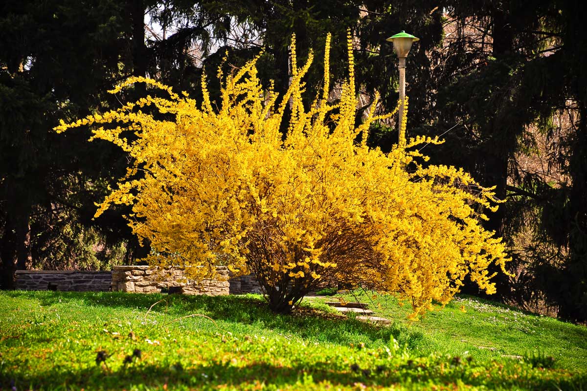 Une image horizontale d'un grand arbuste de Forsythia (F. Suspensa) qui pousse dans un jardin ensoleillé avec des arbres en arrière-plan.