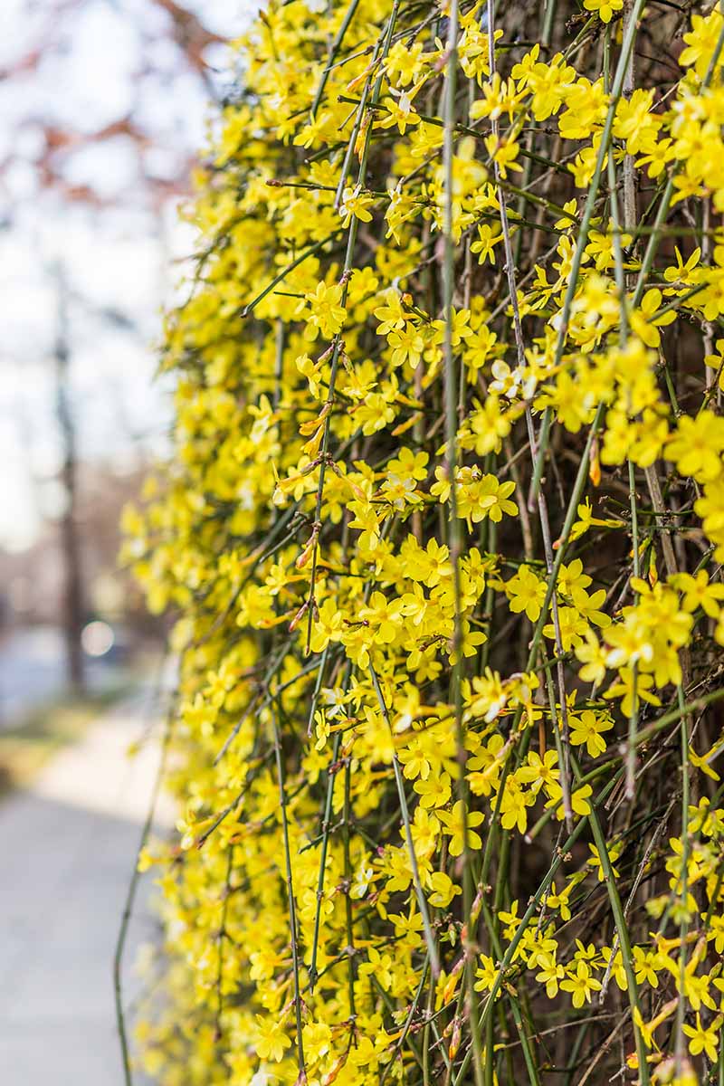 Une image verticale rapprochée des branches de forsythia pleureur avec des fleurs jaune vif poussant comme une haie à côté d'un trottoir.