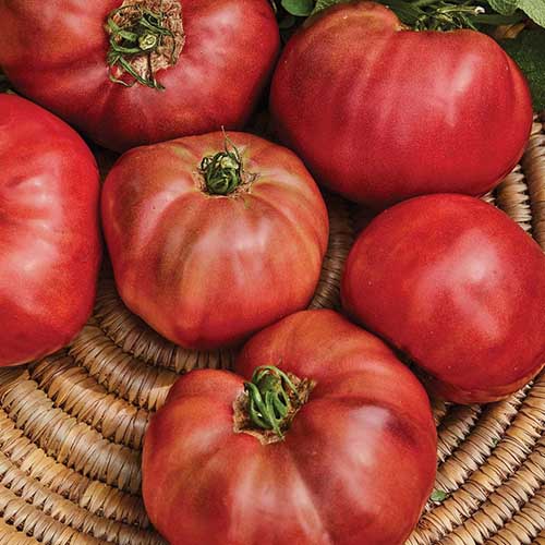 Une image carrée rapprochée des fruits «Cherokee Purple» réglés sur un panier en osier.