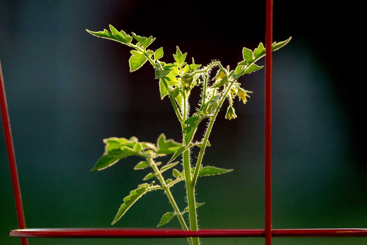 Une image horizontale rapprochée d'une jeune plante de tomate illustrée sur un fond sombre à focus doux.