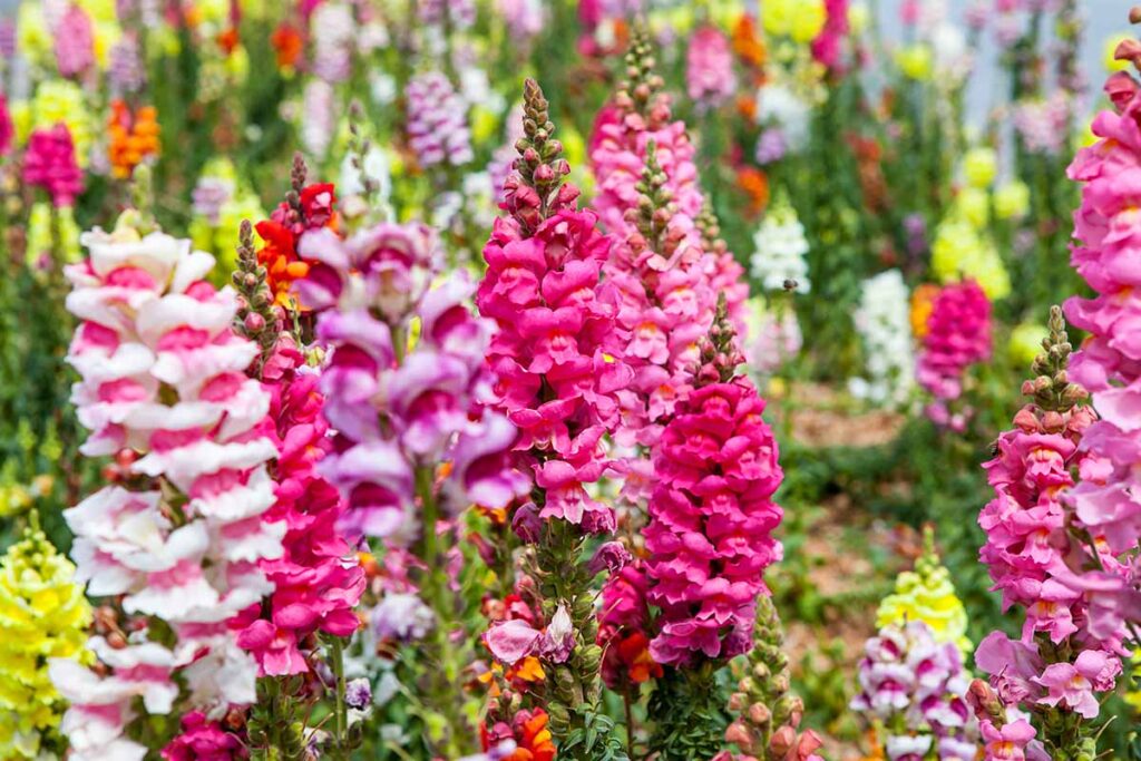 Une image horizontale rapprochée de fleurs Snapdragon roses (Anttirrhinum Majus) poussant dans le jardin illustré sur un fond de mise au point doux.