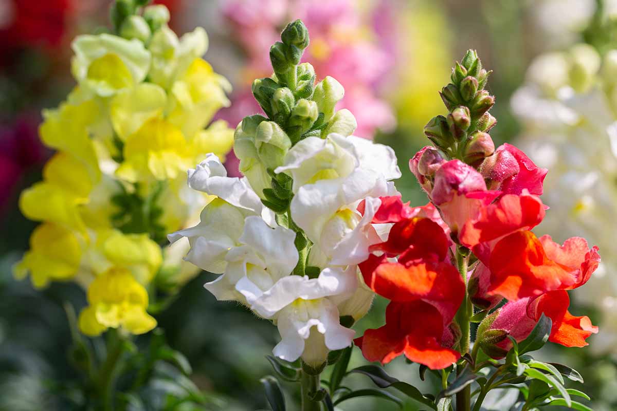 Une image horizontale rapprochée de fleurs antivirrhinum jaunes, blanches et rouges poussant dans le jardin illustré sous un soleil brillant sur un fond de mise au point doux.
