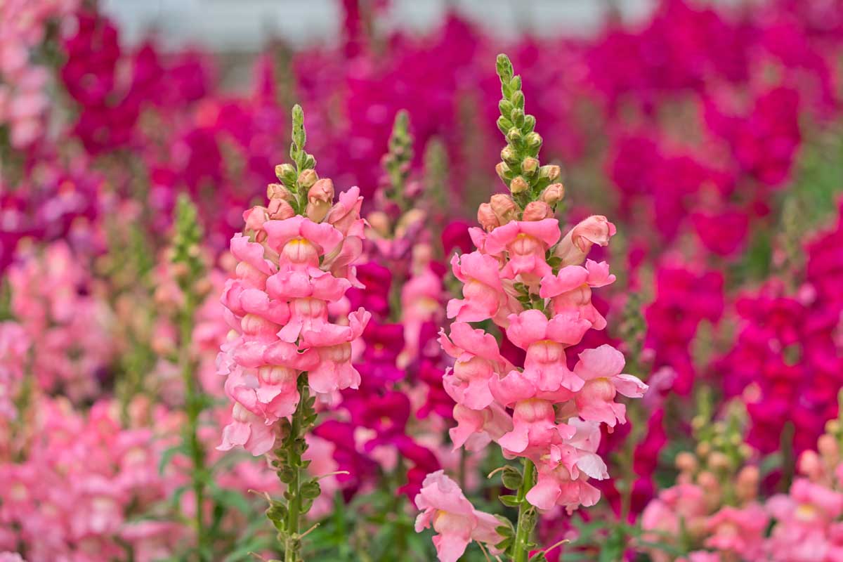 Une image horizontale rapprochée de fleurs antivirrhinum rose vif poussant dans le jardin illustré sur un fond de mise au point doux.