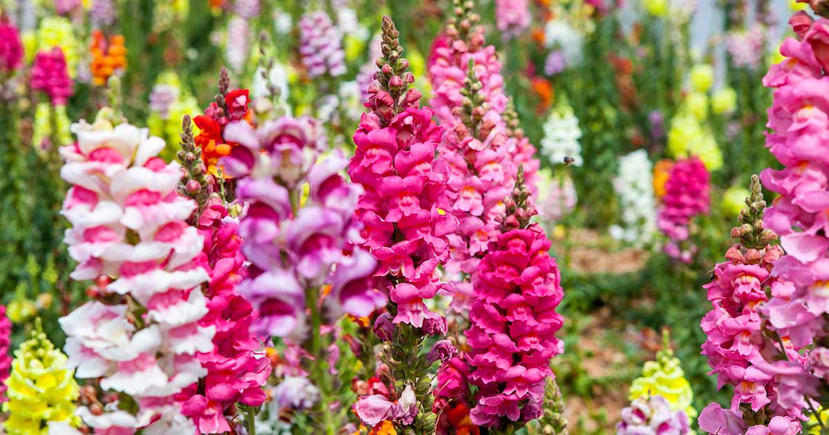 Types de Snapdragon: Comprendre les formes de fleurs et les classifications