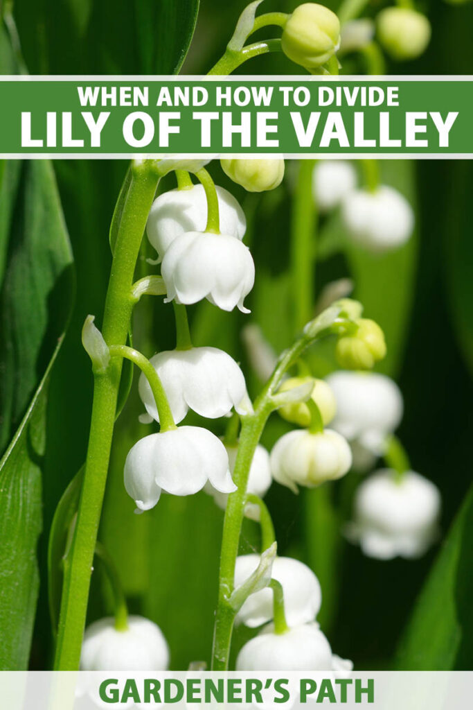 Une image verticale rapprochée des fleurs blanches délicates de Lily de la vallée (Convallaria Majalis) poussant sous un soleil léger. En haut et en bas du cadre se trouve le texte imprimé vert et blanc.