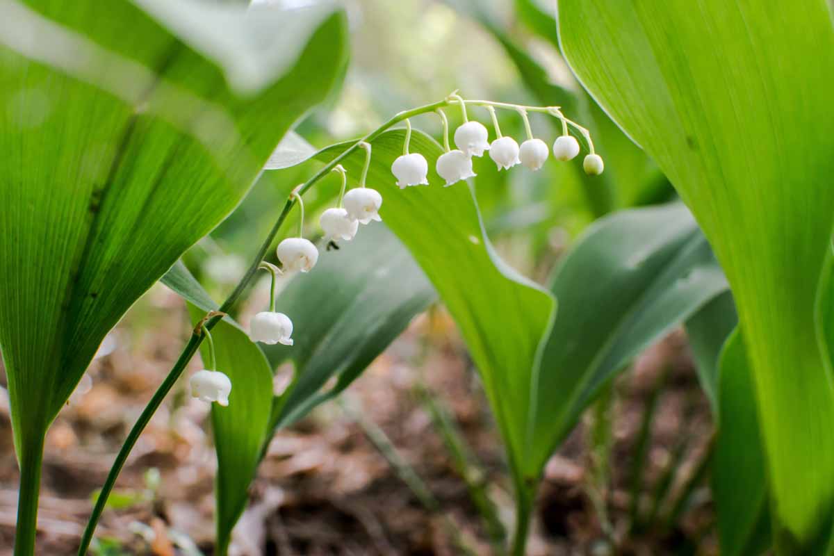 Une image horizontale rapprochée de lys bien espacés de la vallée (Convallaria Majalis) en pleine floraison.