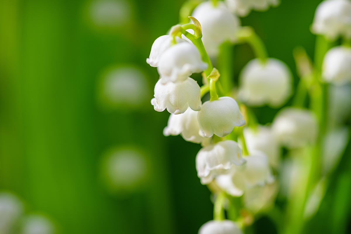 Une image horizontale rapprochée de Lily White des fleurs de la vallée illustrée sur un fond de mise au point doux.