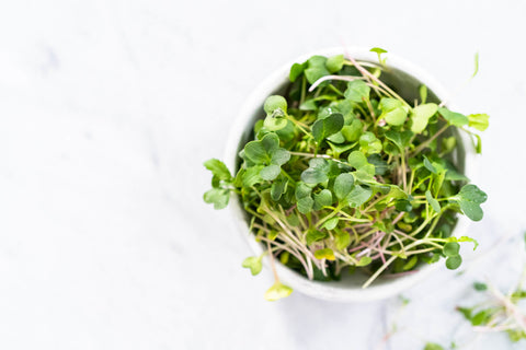 Microgreens de radis noir: pour la désintoxication et la défense