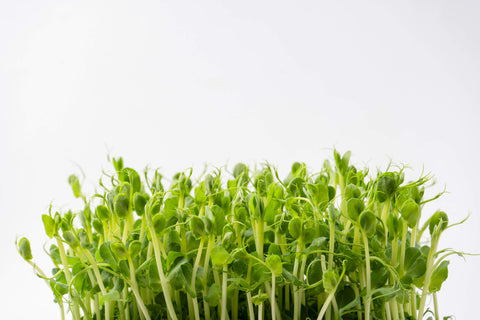 Microgreens de pois: pour la santé des os et des nerfs