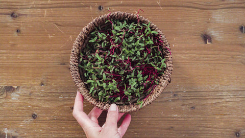 Microgreens de betteraves: pour le soutien du cœur et du foie