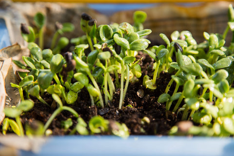 Micro-verts de tournesol: pour les riches en calcium