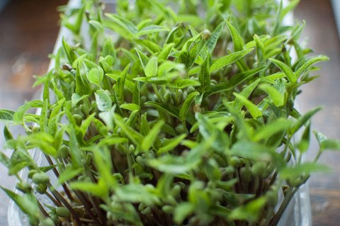 Micro-verts de haricots: pour la vitamine C
