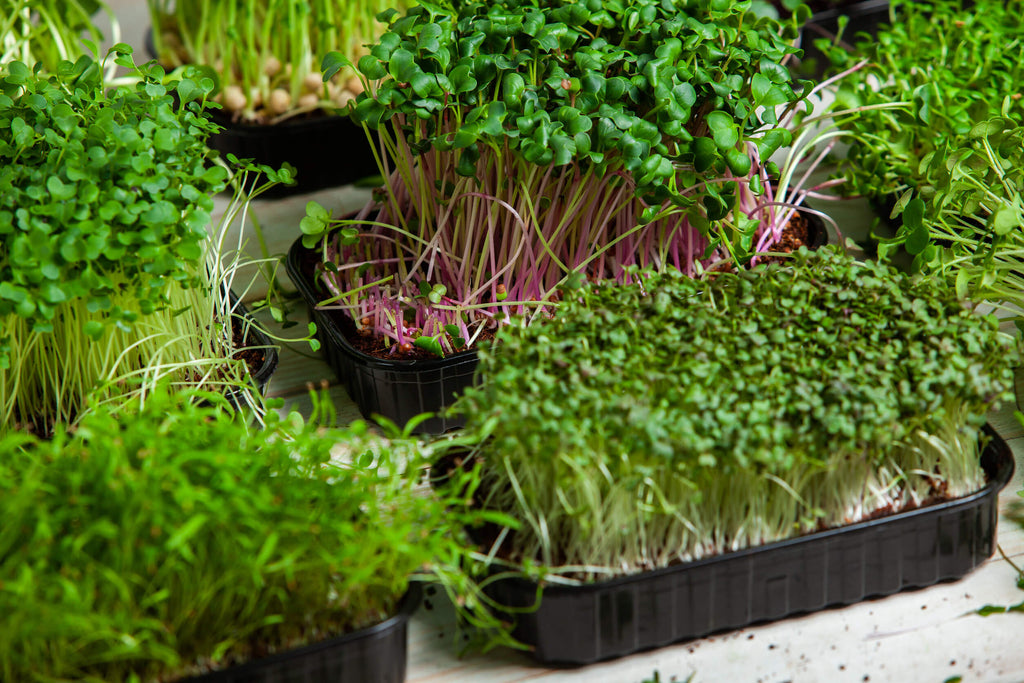 Top 6 des micro-verts riches en nutriments pour se développer à la maison