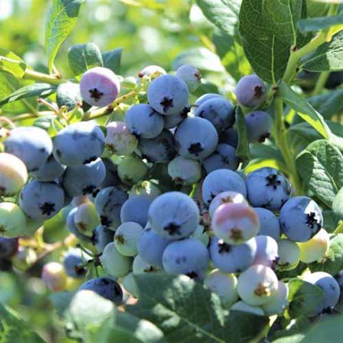 Une image carrée rapprochée du fruit mûr de vaccinum «Northsky» poussant dans le jardin illustré sous un soleil léger sur un fond de mise au point doux.
