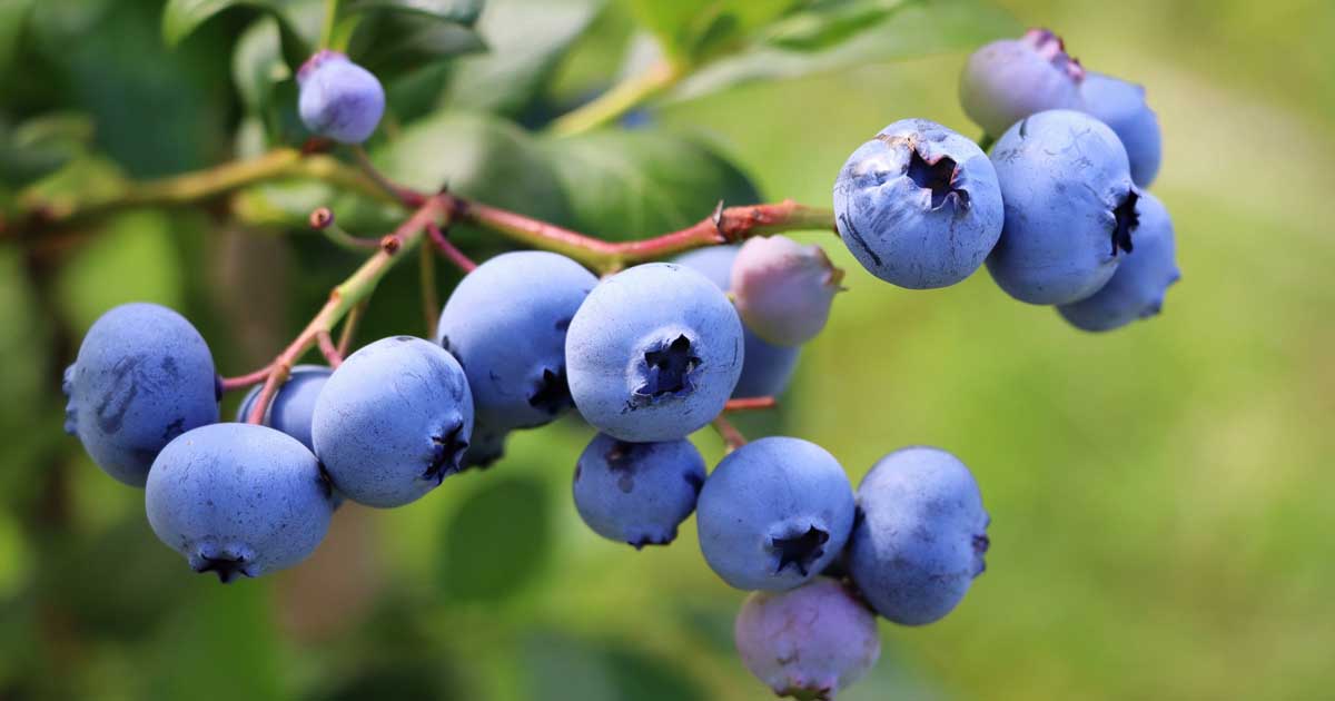 Apprenez à faire pousser des bleuets dans des pots et des conteneurs