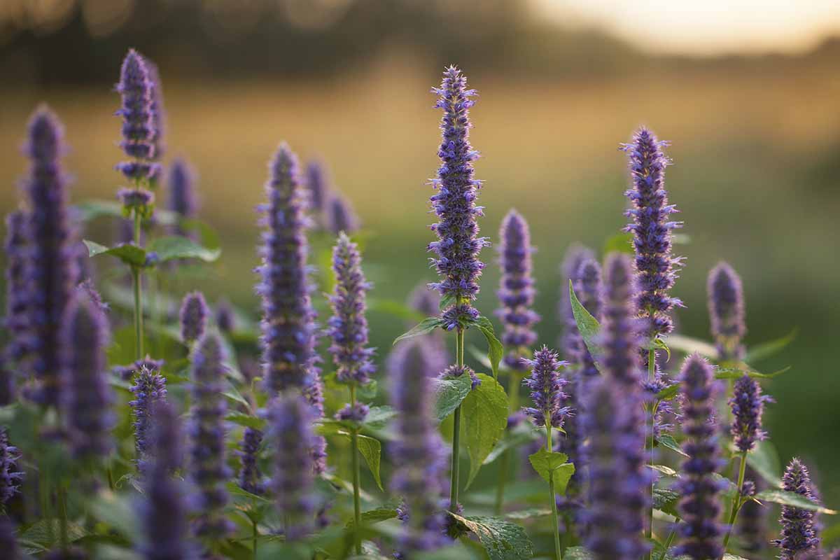 Une image horizontale rapprochée de l'hysop anis pourpre poussant dans le jardin illustré au soleil du soir sur un fond de mise au point doux.