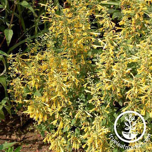 Une image carrée rapprochée de l'agastache «Arizona Sun» poussant dans le jardin. En bas à droite du cadre se trouve un logo circulaire blanc avec du texte.