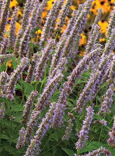 Un gros plan des fleurs violettes légères de l'agastache «Blue Fortune» poussant dans le jardin.
