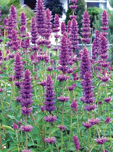 Un gros plan des fleurs violettes profondes de l'agastache «Blue Boa» poussant dans le jardin.