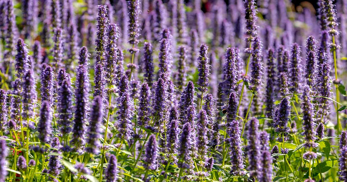 19 des meilleures variétés d'agastache pour grandir à la maison