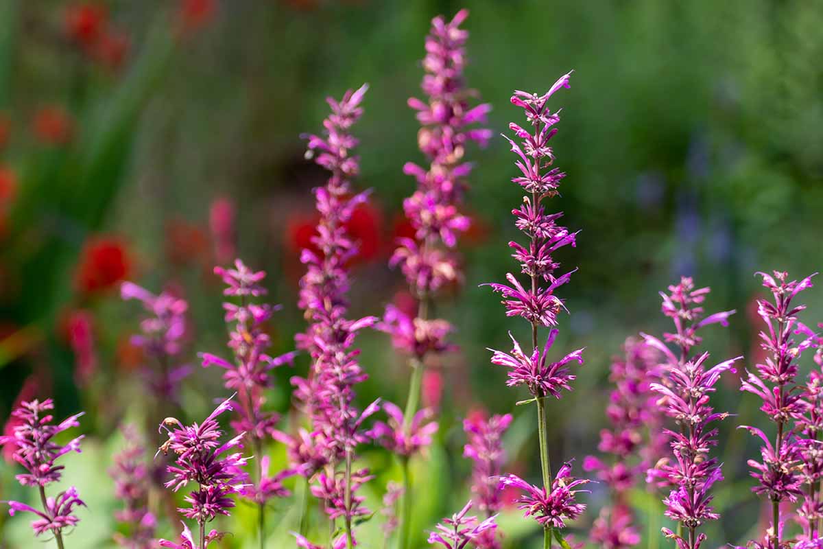 Un gros plan des fleurs rose vif de l'hyssop géant mexicain poussant dans le jardin illustré sur un fond de mise au point doux.