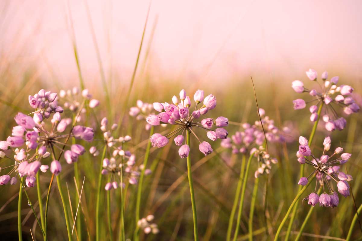 Une image horizontale rapprochée des fleurs d'oignon rose des prairies fleurissant dans une prairie de fleurs sauvages illustrée sur un fond de mise au point doux.