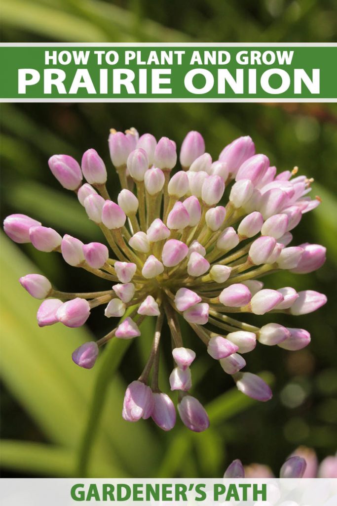 Une image verticale rapprochée d'une fleur d'oignon de prairie poussant dans le jardin en soleil léger illustré sur un fond de mise au point doux. En haut et en bas du cadre se trouve le texte imprimé vert et blanc.