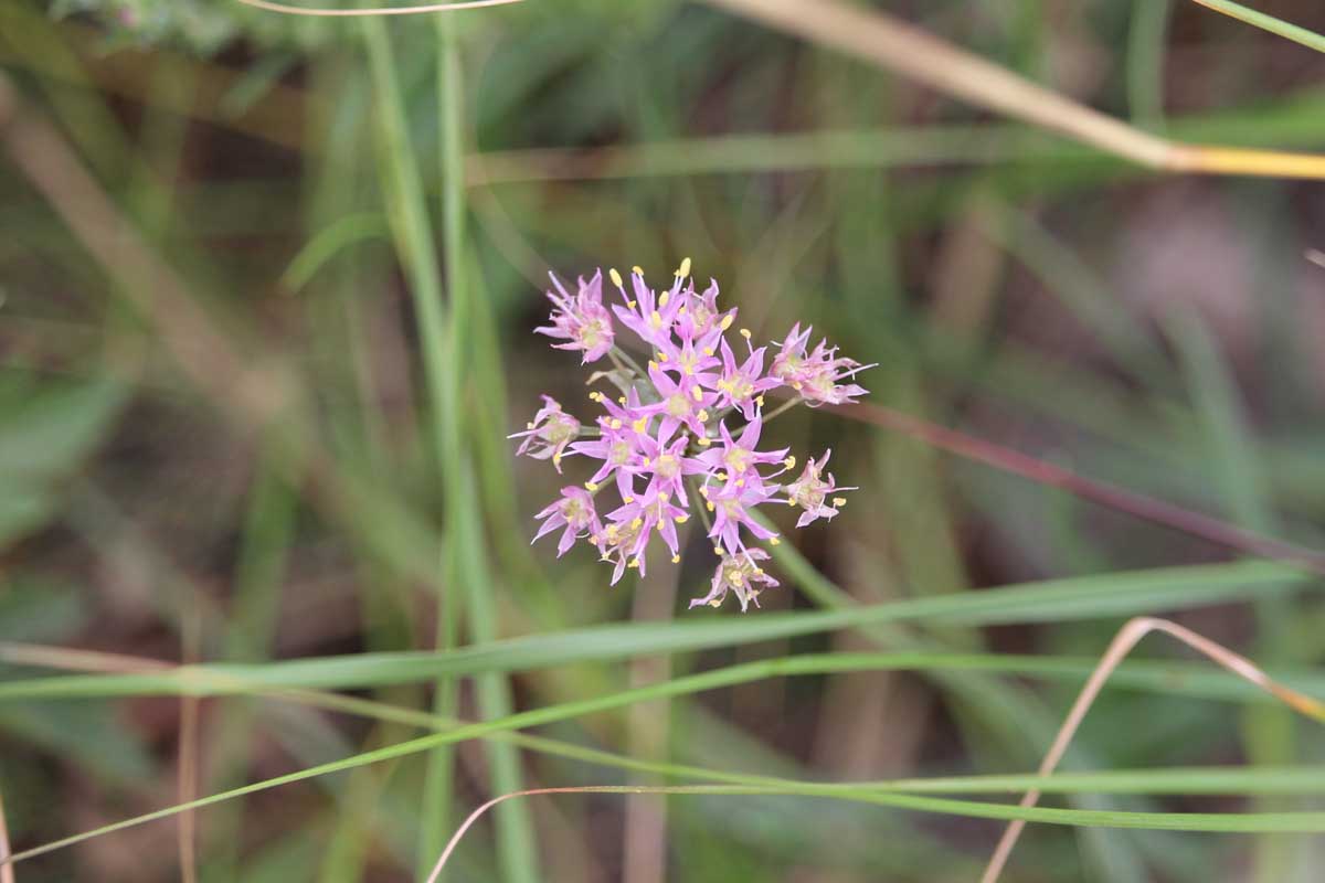 Une image horizontale rapprochée d'une délicate fleur rose d'Allium stellatum poussant dans le jardin illustré sur un fond de mise au point doux.