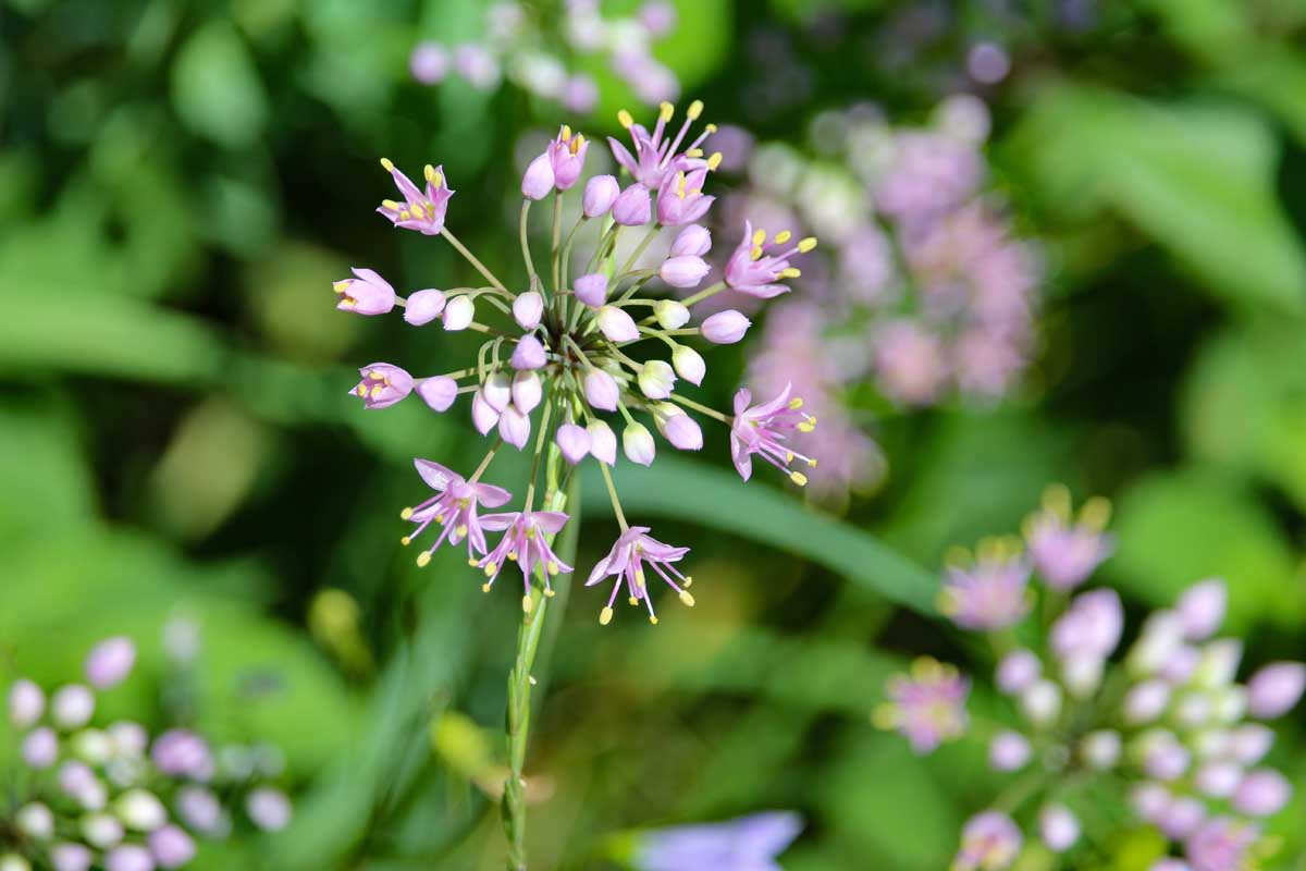 Une image horizontale rapprochée d'une fleur d'oignon de prairie à violet rosâtre poussant dans le jardin illustré sous le soleil léger sur un fond de mise au point doux.