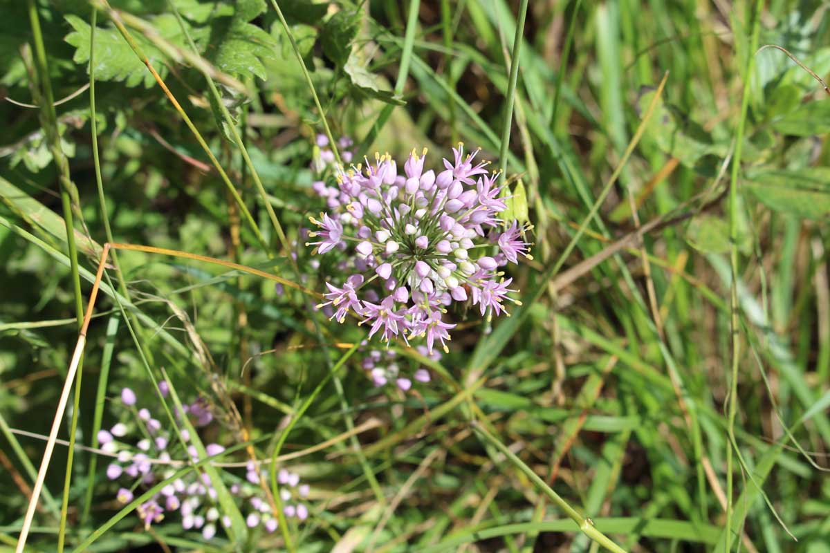 Une image horizontale rapprochée d'un oignon de prairie poussant dans une prairie de fleurs sauvages.