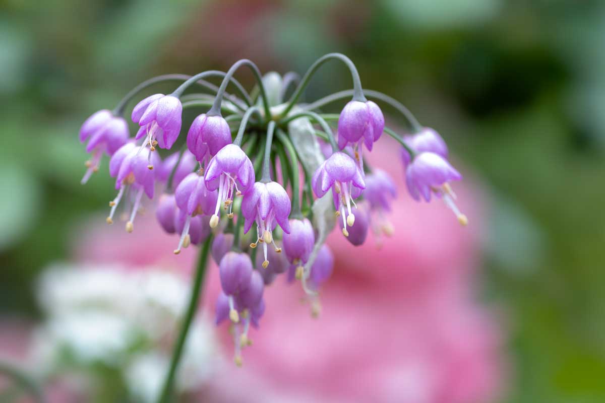 Une image horizontale rapprochée d'un oignon hochant la tête (Allium cernuum) poussant dans le jardin illustré sur un fond de mise au point doux.