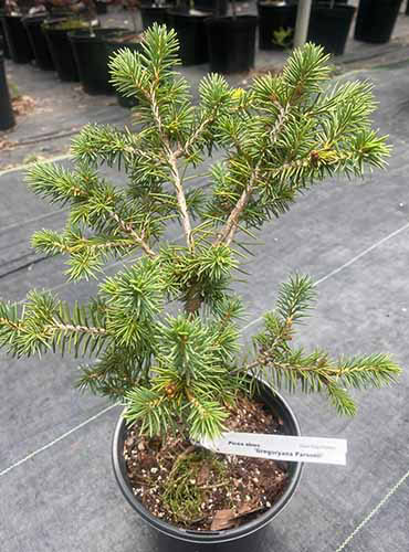 Un gros plan d'un arbre en pot «Gregoryana Parsonii» poussant dans un petit pot sur une surface en bois.