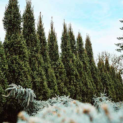 Une image carrée d'une rangée d'épinettes de Norvège en colonnes «Cupressina» dans le paysage.