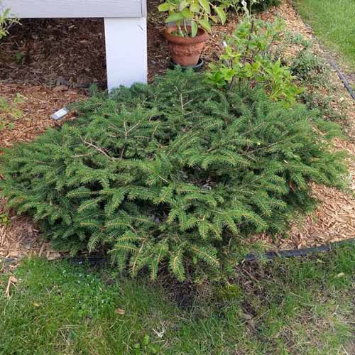Une image carrée rapprochée d'une petite épinette de nid d'oiseau poussant dans une bordure de jardin.
