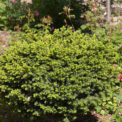 Une image carrée d'un «petit bijou» poussant dans un jardin ensoleillé.