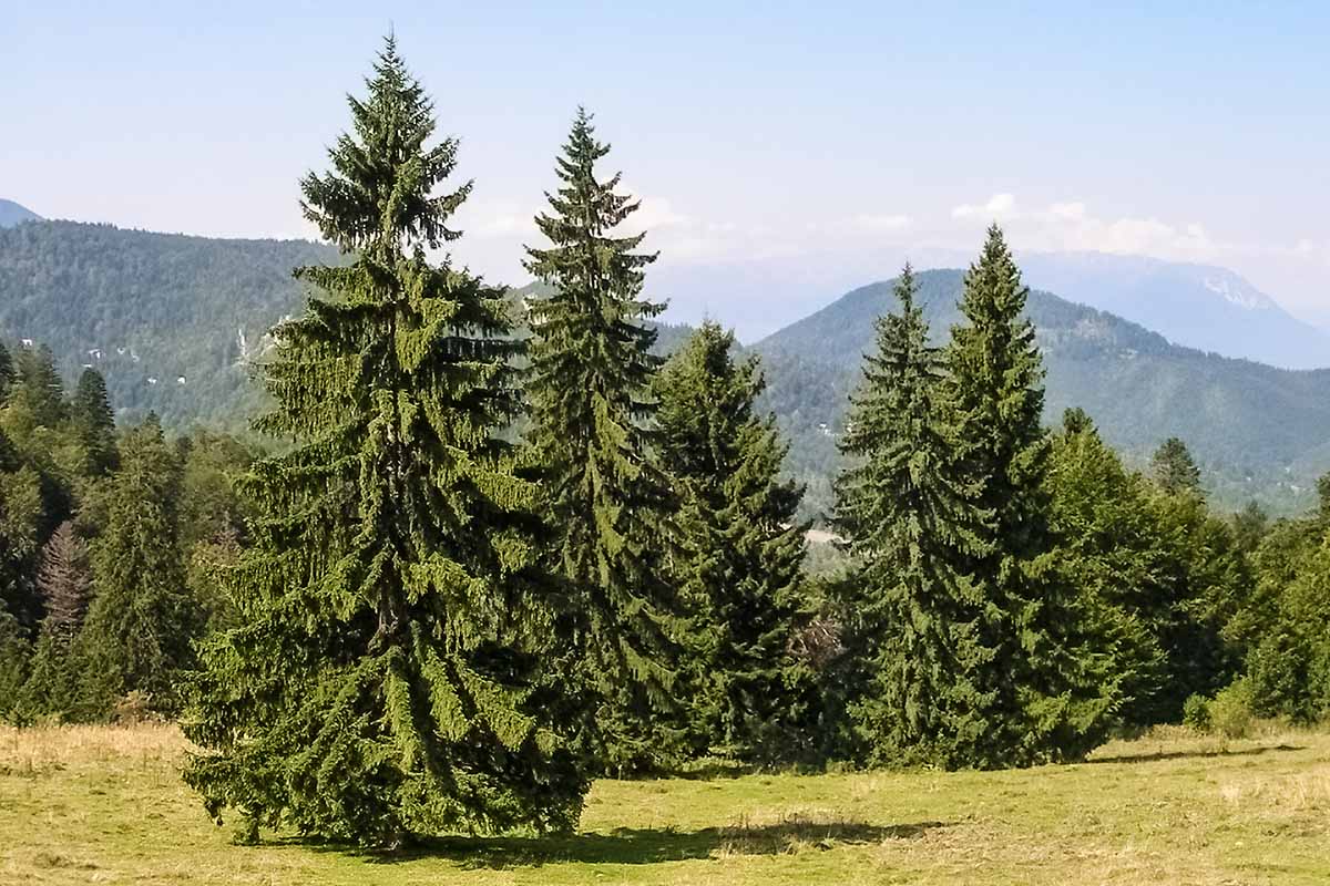 Une image horizontale des arbres de l'épinette de Norvège (Picea Aby) poussant à l'état sauvage dans les montagnes de la Roumanie.
